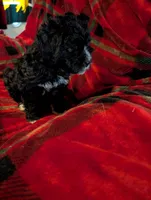 marley, a female Goldendoodle for sale in Muskegon, MI – Photo 8 of 10