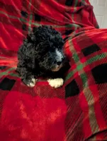 marley, a female Goldendoodle for sale in Muskegon, MI – Photo 2 of 10