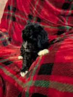 marley, a female Goldendoodle for sale in Muskegon, MI – Photo 9 of 10