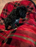 marley, a female Goldendoodle for sale in Muskegon, MI – Photo 7 of 10