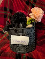 marley, a female Goldendoodle for sale in Muskegon, MI – Photo 10 of 10