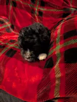 marley, a female Goldendoodle for sale in Muskegon, MI – Photo 4 of 10