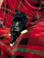 marley, a female Goldendoodle for sale in Muskegon, MI – Photo 6 of 10