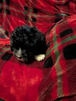 marley, a female Goldendoodle for sale in Muskegon, MI – Photo 5 of 10