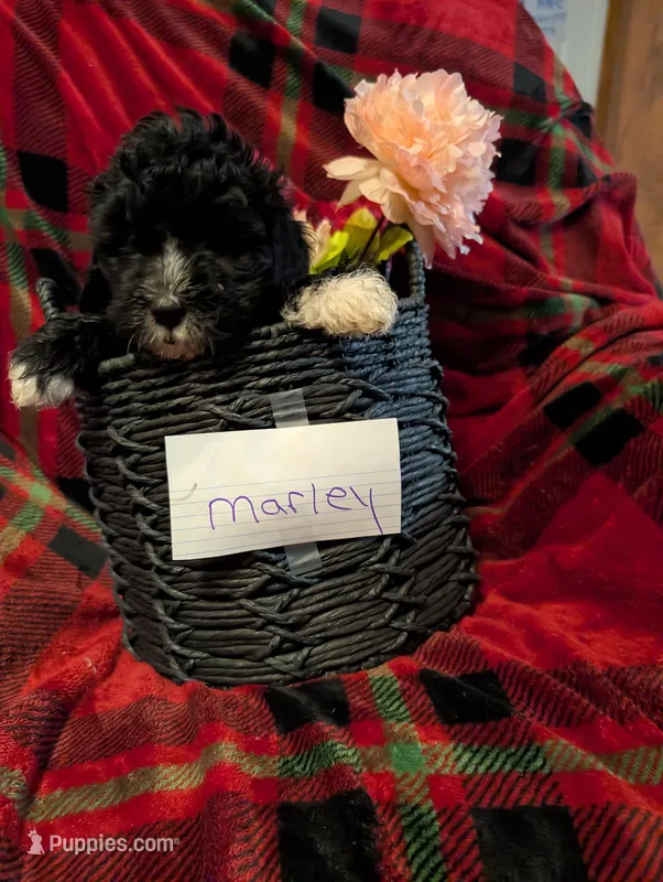 marley – Goldendoodle puppy for sale in Muskegon, MI
