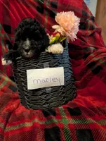 marley, a female Goldendoodle for sale in Muskegon, MI – Photo 1 of 10