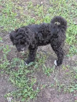 Thunder , a male Goldendoodle for sale in Muskegon, MI – 7 of 10