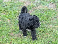 Thunder , a male Goldendoodle for sale in Muskegon, MI – 4 of 10