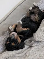 Copper , a male Goldendoodle for sale in Muskegon, MI – 8 of 10