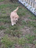 Hudson , a male Goldendoodle for sale in Muskegon, MI – 5 of 10