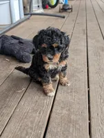 Bear, a male Goldendoodle for sale in Muskegon, MI – Photo 9 of 10