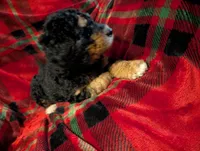 Bear, a male Goldendoodle for sale in Muskegon, MI – Photo 3 of 10