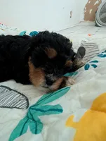 Bear, a male Goldendoodle for sale in Muskegon, MI – Photo 4 of 10