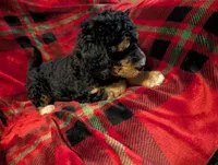 Bear, a male Goldendoodle for sale in Muskegon, MI – Photo 7 of 10