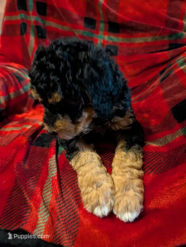 Bear – Goldendoodle puppy for sale in Muskegon, MI