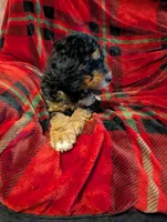 Bear, a male Goldendoodle for sale in Muskegon, MI – Photo 6 of 10