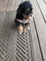 Bear, a male Goldendoodle for sale in Muskegon, MI – Photo 10 of 10