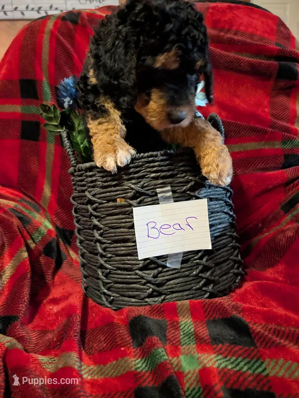 Bear – Goldendoodle puppy for sale in Muskegon, MI