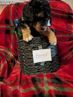 Bear, a male Goldendoodle for sale in Muskegon, MI – Photo 5 of 10