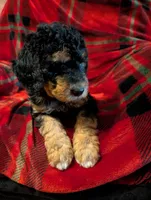 Bear, a male Goldendoodle for sale in Muskegon, MI – Photo 2 of 10