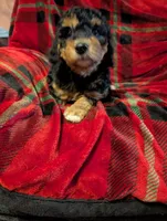 Bear, a male Goldendoodle for sale in Muskegon, MI – Photo 8 of 10