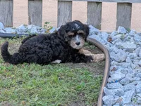 Crusher, a male Goldendoodle for sale in Muskegon, MI – 4 of 10