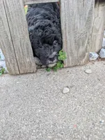 Thunder , a male Goldendoodle for sale in Muskegon, MI – 2 of 10