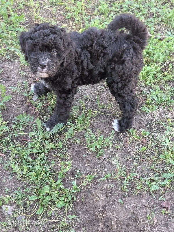 Thunder  – Goldendoodle puppy for sale in Muskegon, MI