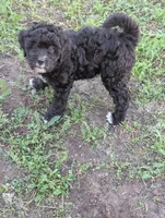 Thunder , a male Goldendoodle for sale in Muskegon, MI – 1 of 10