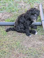 Thunder , a male Goldendoodle for sale in Muskegon, MI – 5 of 10