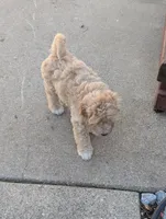 Hudson , a male Goldendoodle for sale in Muskegon, MI – 9 of 10