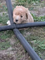 Hudson , a male Goldendoodle for sale in Muskegon, MI – 7 of 10