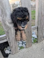 Copper , a male Goldendoodle for sale in Muskegon, MI – 2 of 10