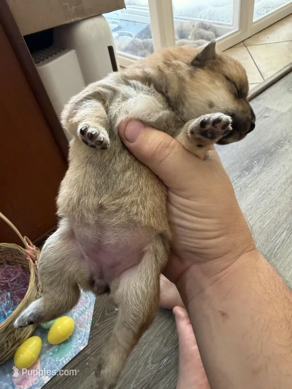 Suki – Shiba Inu puppy for sale in Mesa, AZ