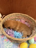 Suki, a female Shiba Inu for sale in Mesa, AZ – Photo 6 of 8