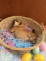 Suki, a female Shiba Inu for sale in Mesa, AZ – Photo 7 of 8