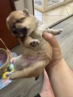 Suki, a female Shiba Inu for sale in Mesa, AZ – Photo 2 of 8