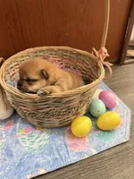 Suki, a female Shiba Inu for sale in Mesa, AZ – Photo 3 of 8