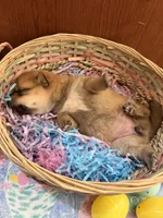 Suki, a female Shiba Inu for sale in Mesa, AZ – Photo 5 of 8