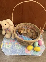 Suki, a female Shiba Inu for sale in Mesa, AZ – Photo 8 of 8