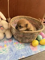 Suki, a female Shiba Inu for sale in Mesa, AZ – Photo 4 of 8