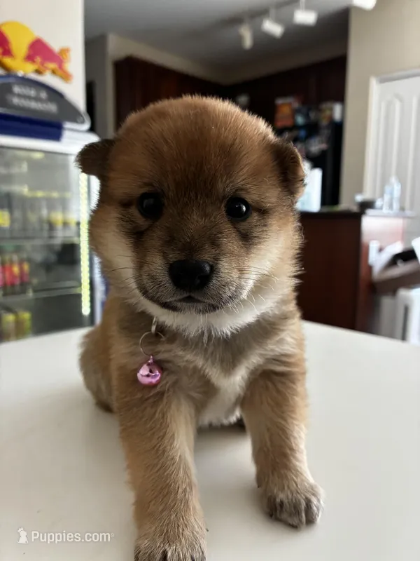 Suki – Shiba Inu puppy for sale in Gilbert, AZ
