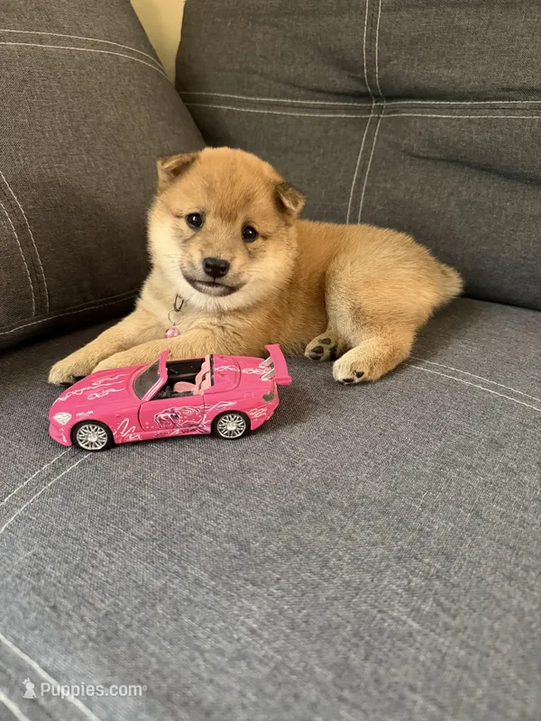 Suki – Shiba Inu puppy on hold in Gilbert, AZ