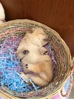 Yuki, a male Shiba Inu for sale in Mesa, AZ – Photo 3 of 8