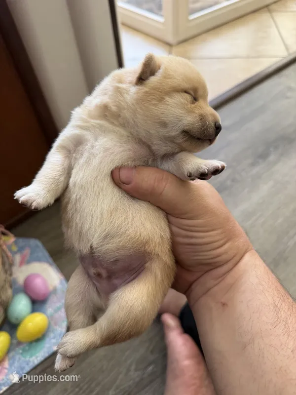 Yuki – Shiba Inu puppy for sale in Mesa, AZ