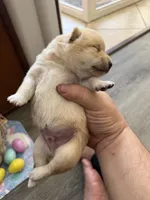 Yuki, a male Shiba Inu for sale in Mesa, AZ – Photo 1 of 8