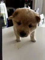 Yuki, a male Shiba Inu for sale in Gilbert, AZ – Photo 4 of 6