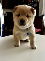 Yuki, a male Shiba Inu for sale in Gilbert, AZ – Photo 6 of 6