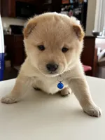 Yuki, a male Shiba Inu for sale in Gilbert, AZ – Photo 3 of 6