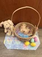 Yuki, a male Shiba Inu for sale in Mesa, AZ – Photo 8 of 8